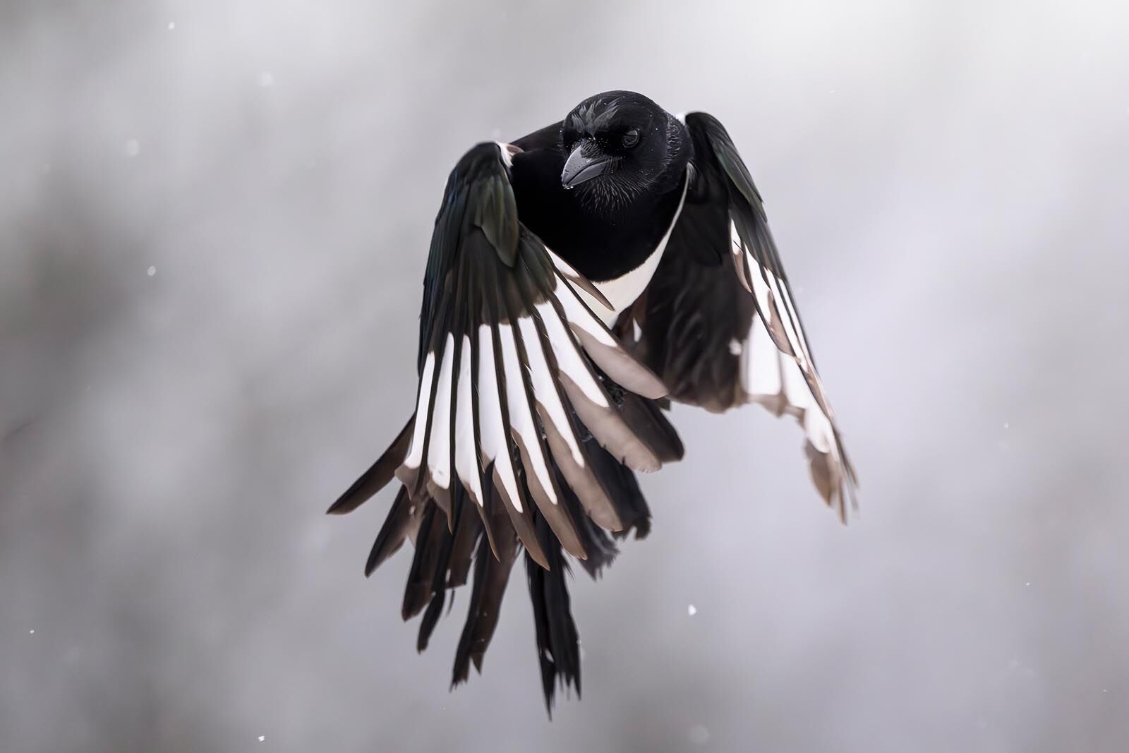 Magpie 0891