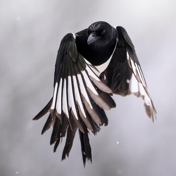 Magpie 0891