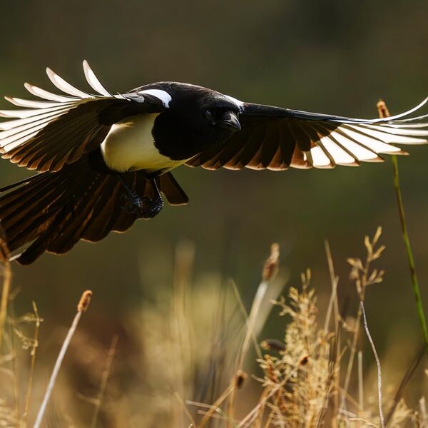 Magpie 2536