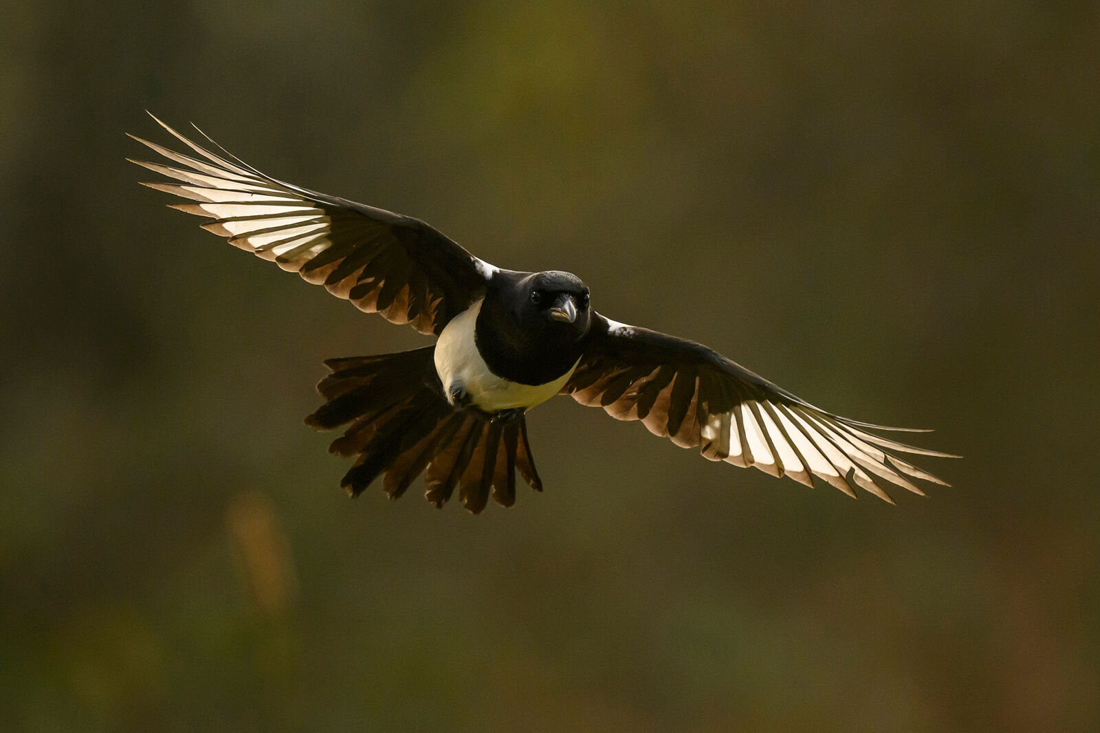 Magpie 2569