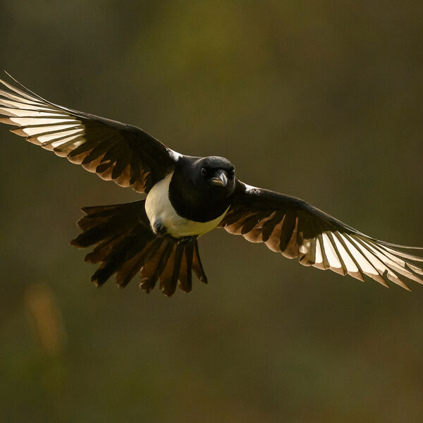 Magpie 2569
