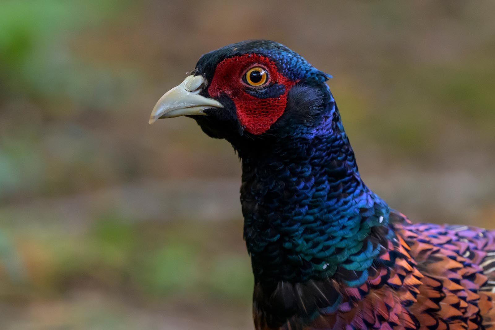 Pheasant 7658