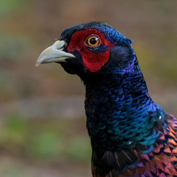 Pheasant 7658