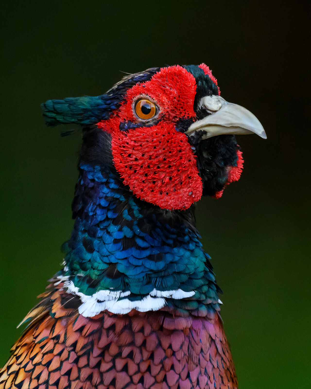 Pheasant 6067
