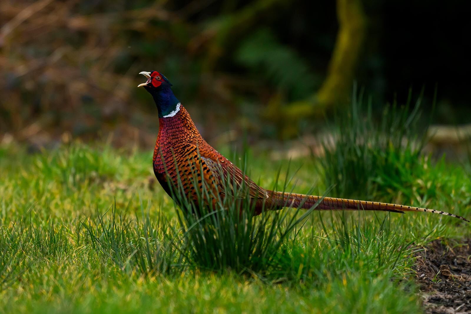 Pheasant 7184