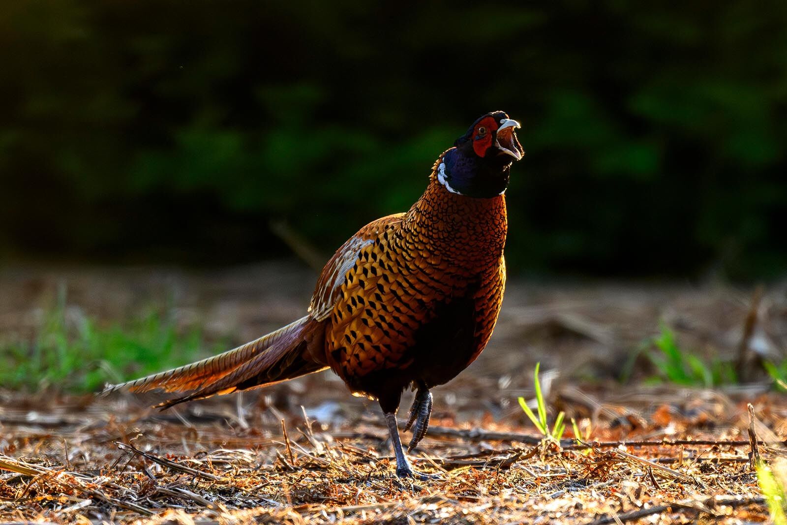 Pheasant 8945
