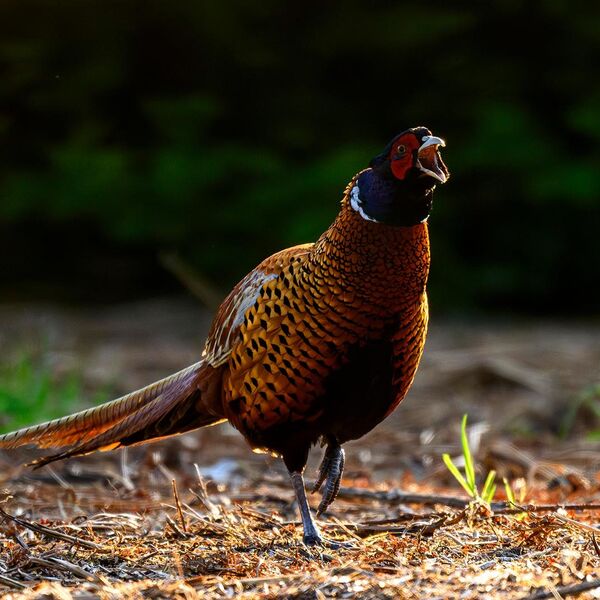 Pheasant 8945