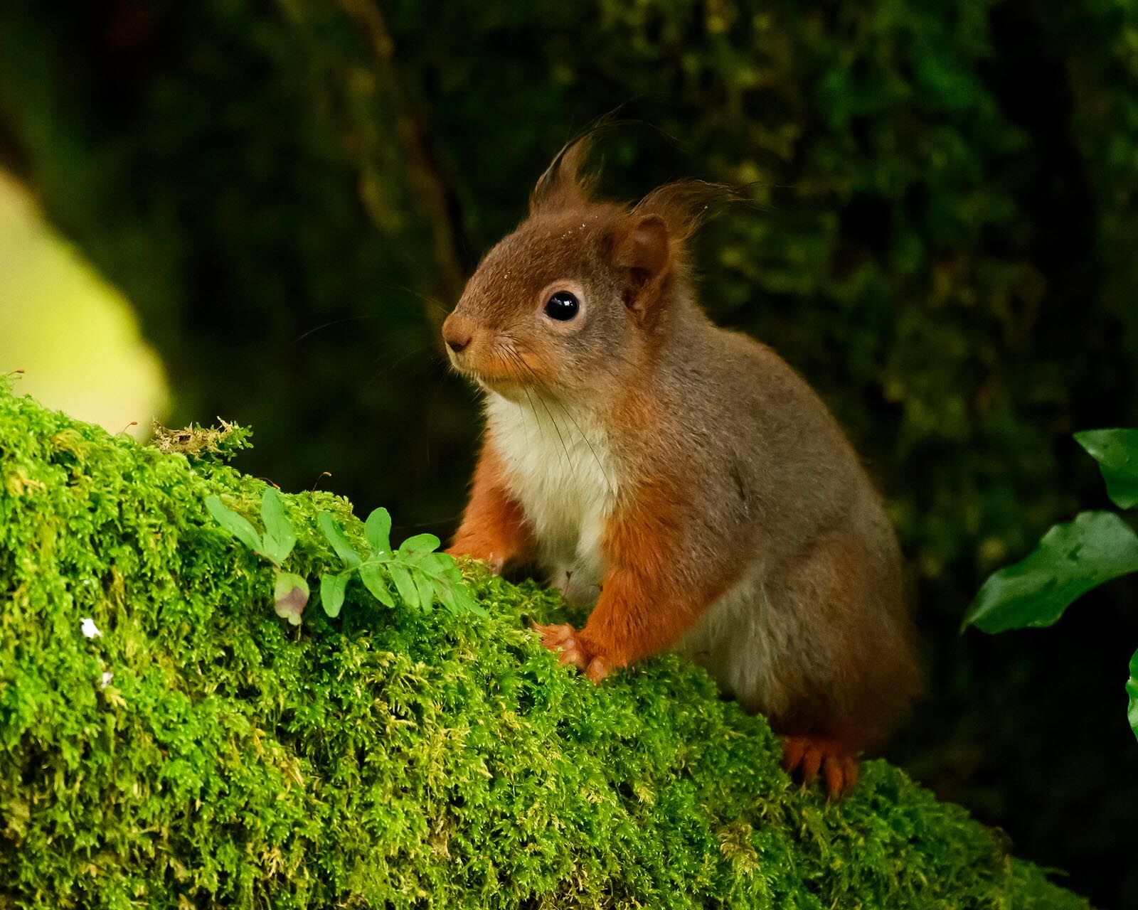 Red Squirrel 5271