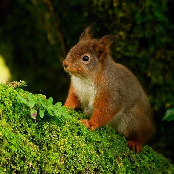 Red Squirrel 5271