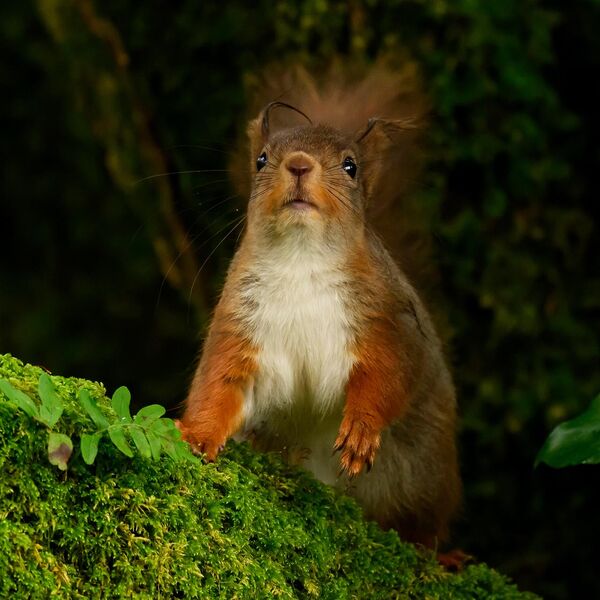 Red Squirrel 5288