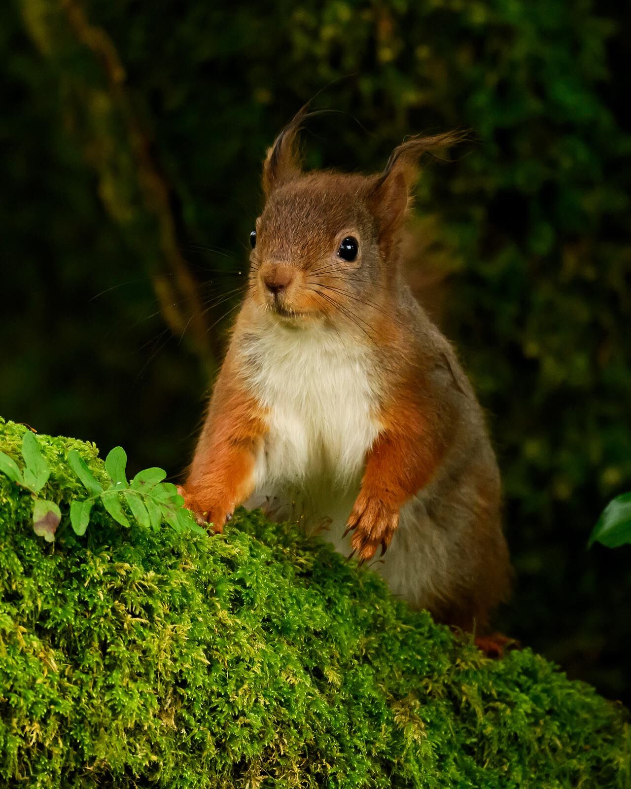 Red Squirrel 5306
