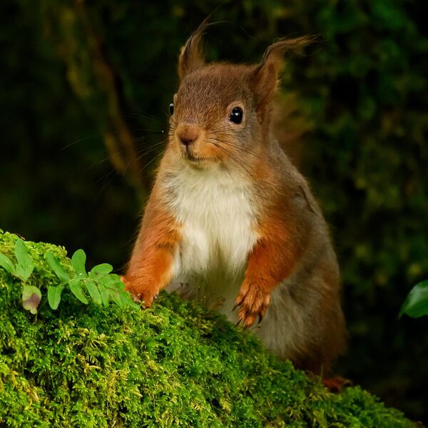 Red Squirrel 5306