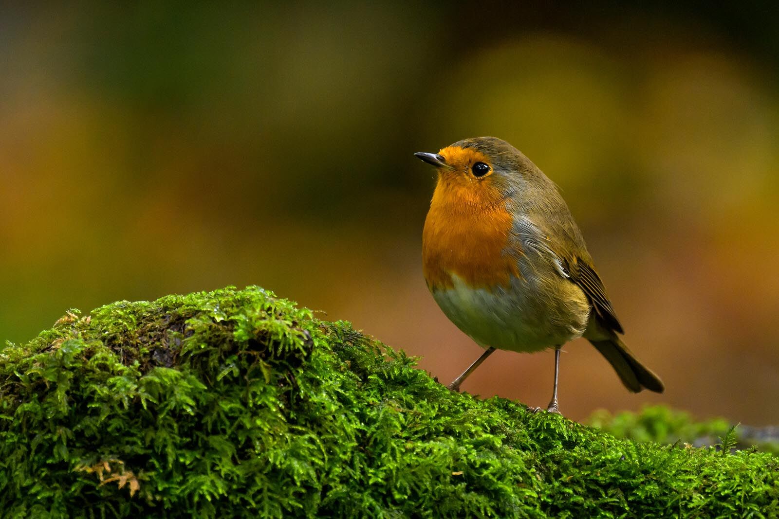 Robin 0978