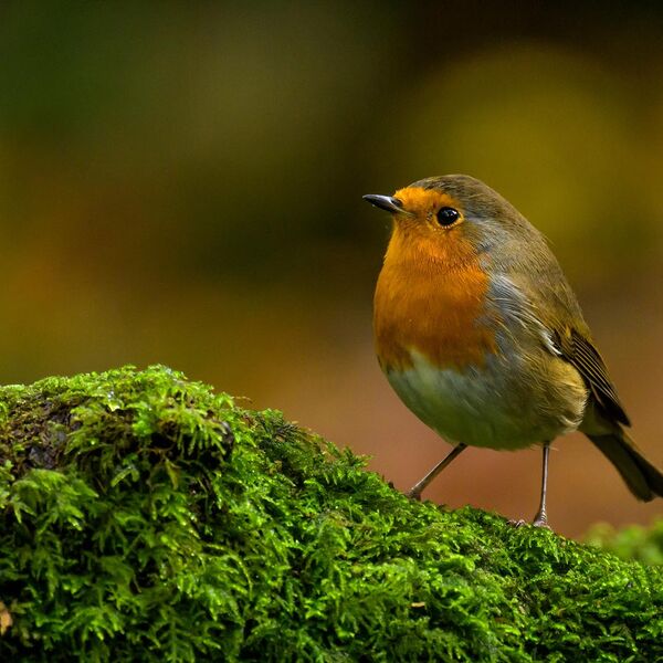 Robin 0978