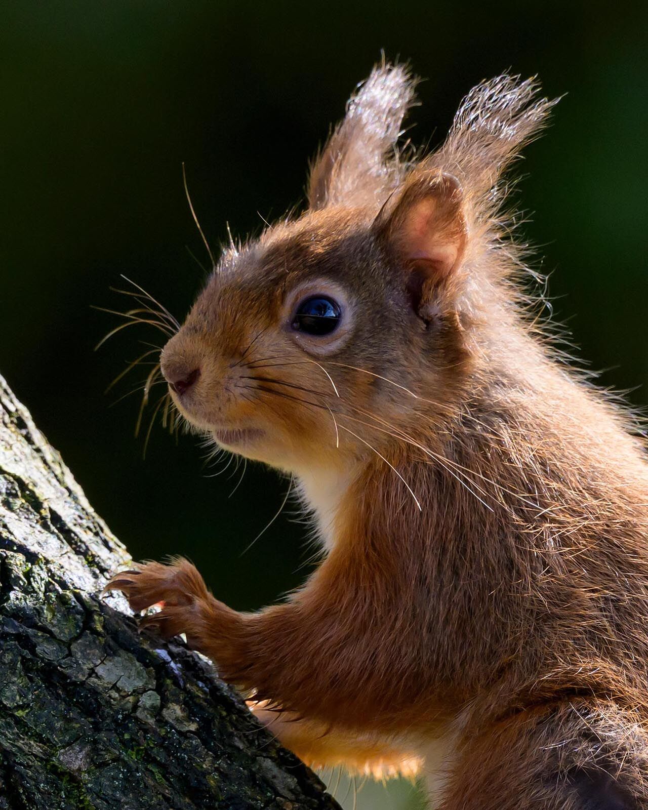 Red Squirrel 004