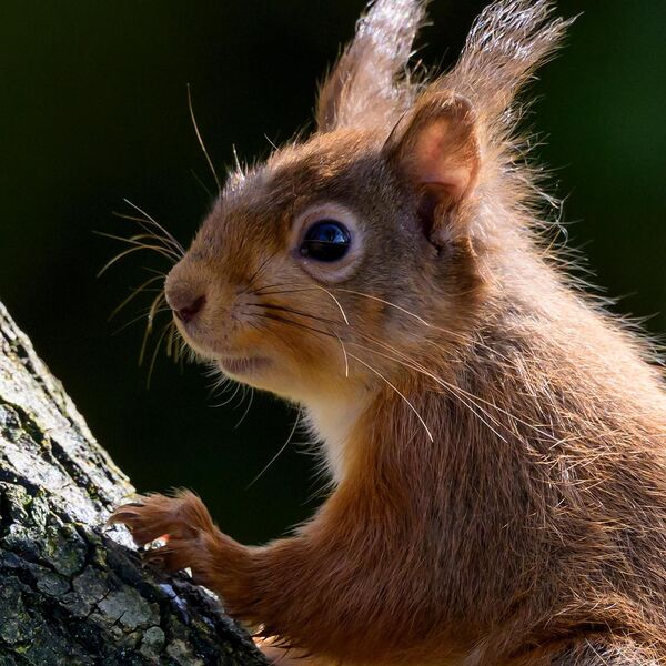 Red Squirrel 004