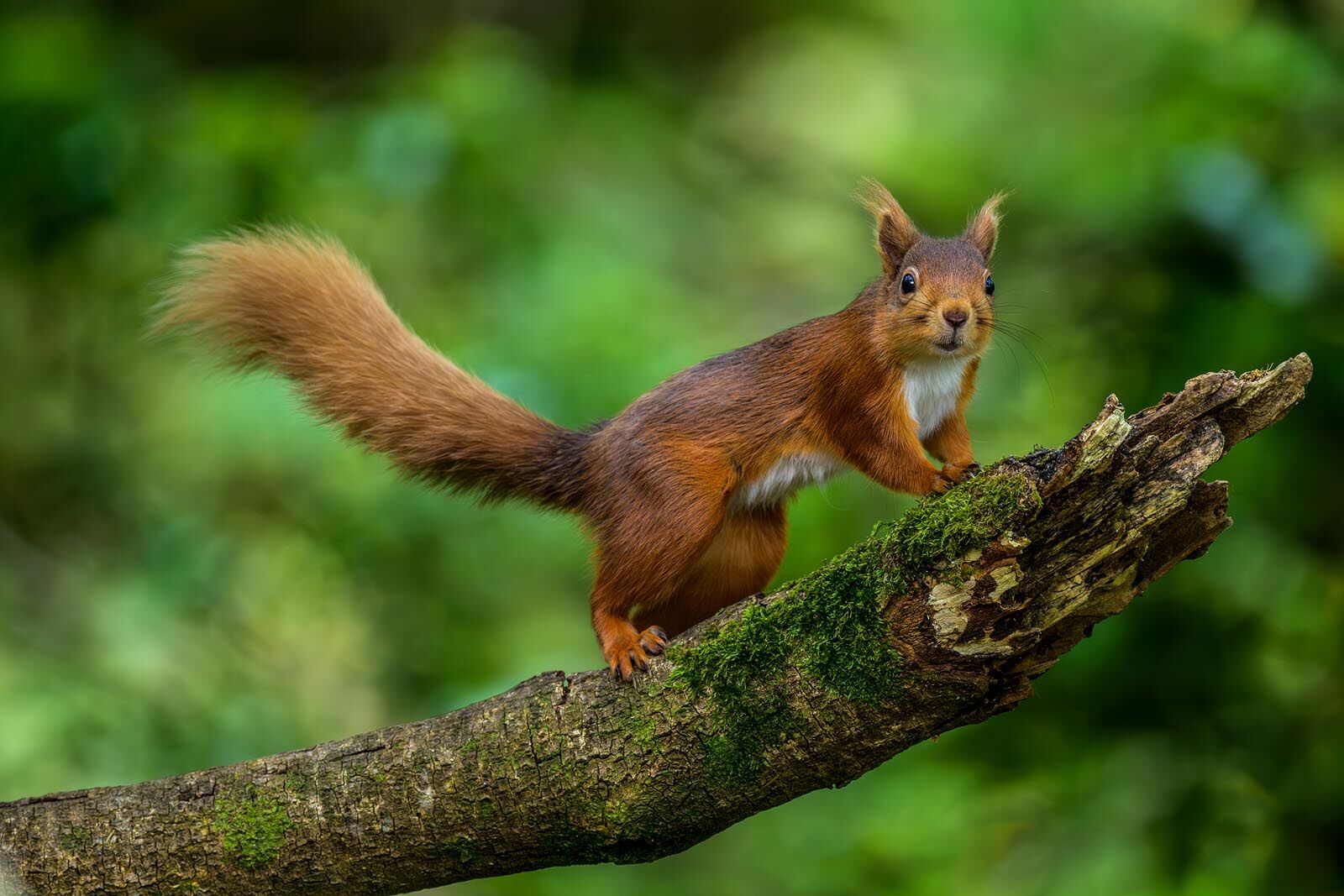 Red Squirrel 0152