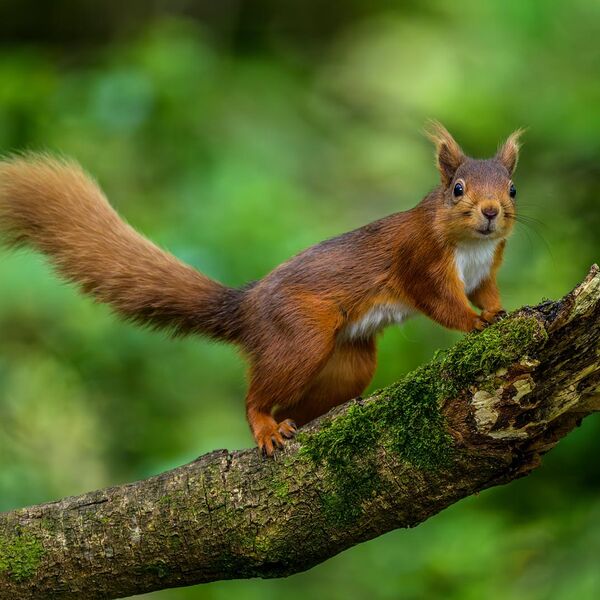 Red Squirrel 0152