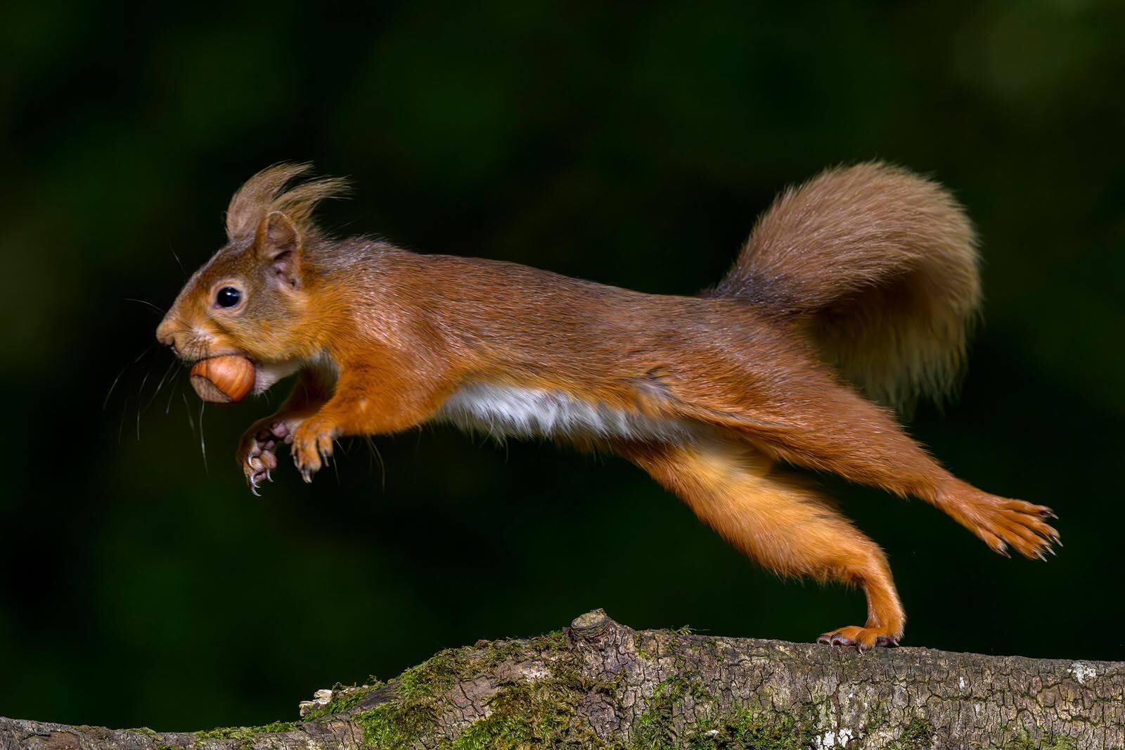 Red Squirrel 0384
