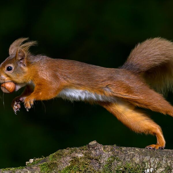 Red Squirrel 0384