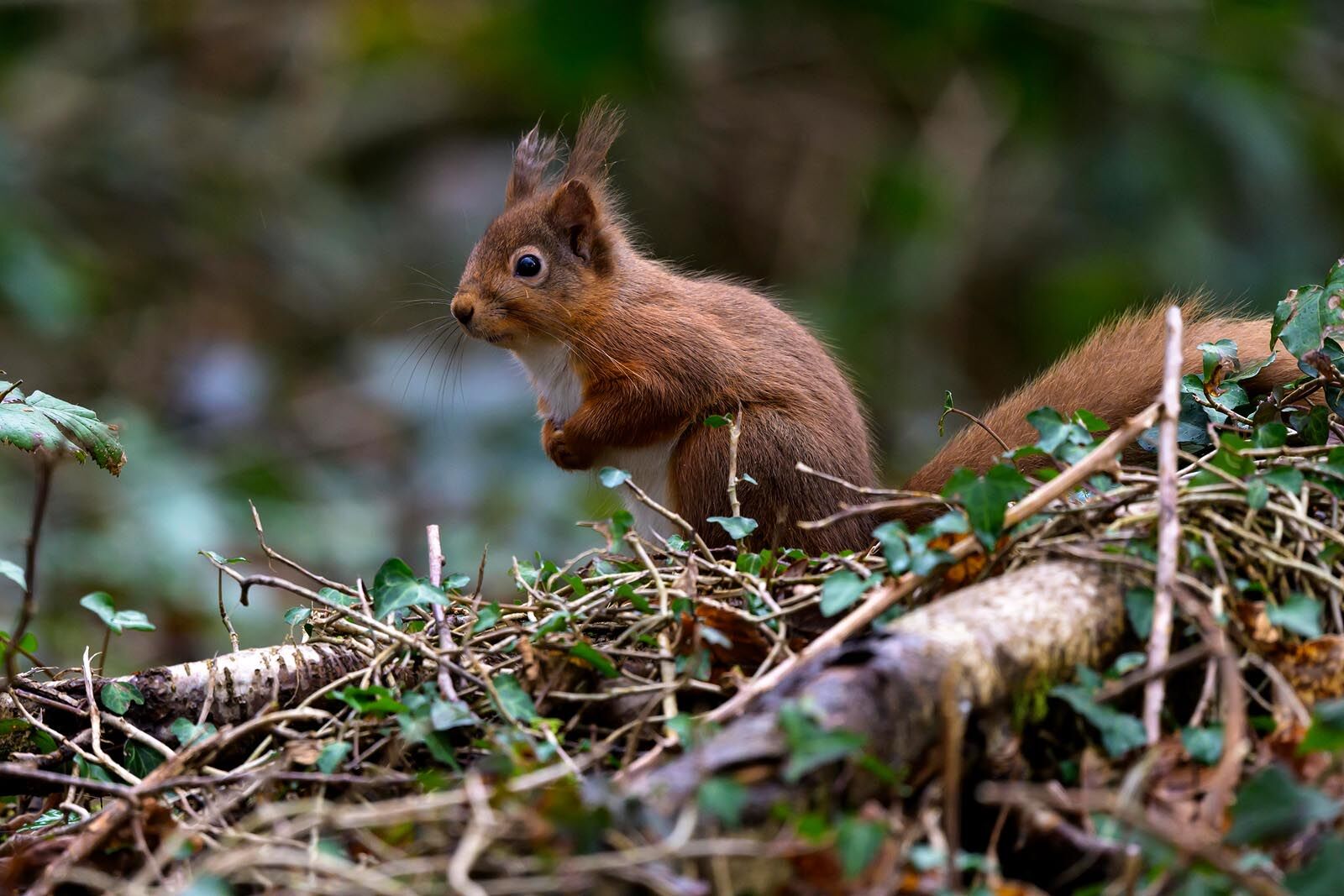 Red Squirrel 3894