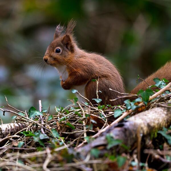 Red Squirrel 3894