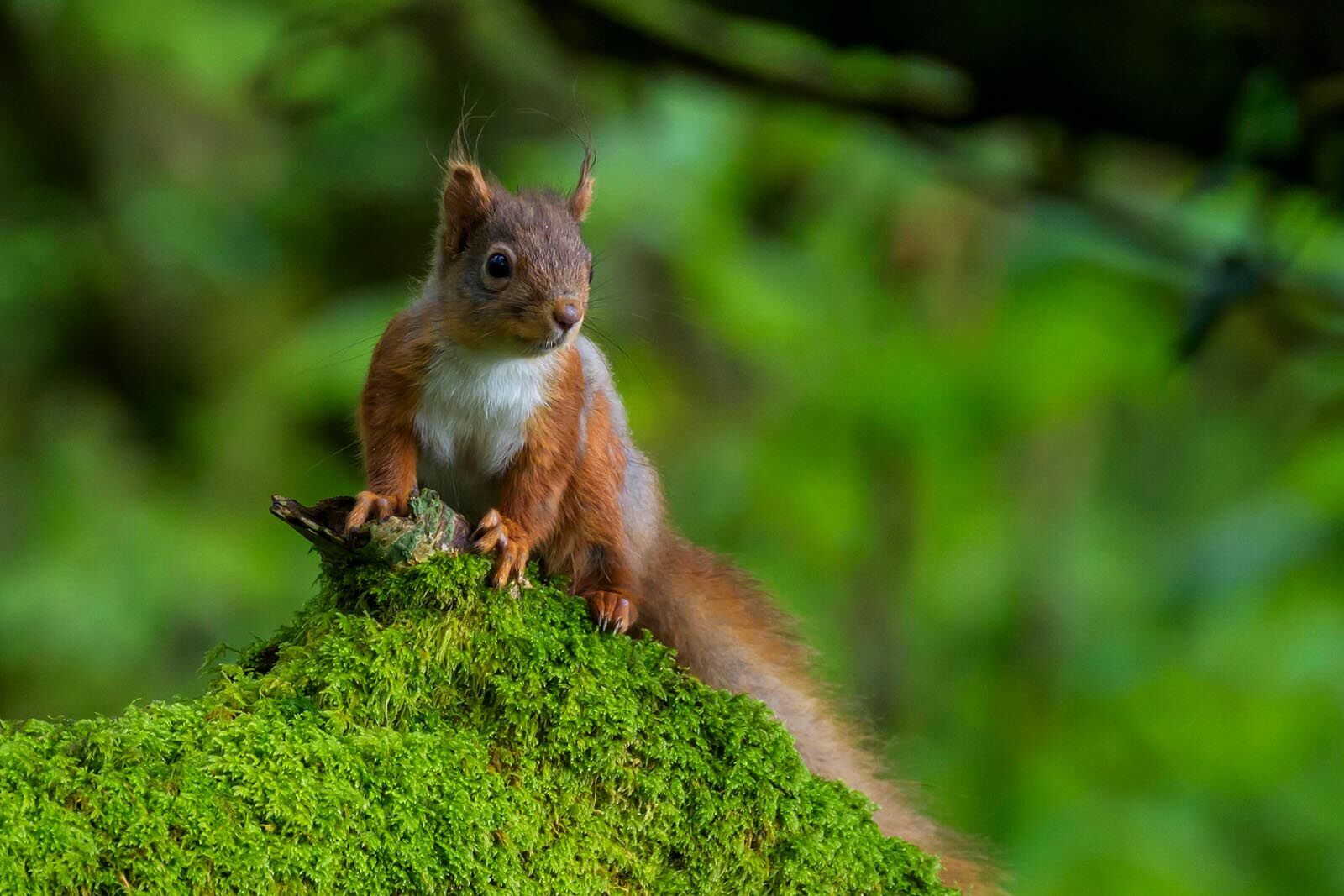 Red Squirrel 7885