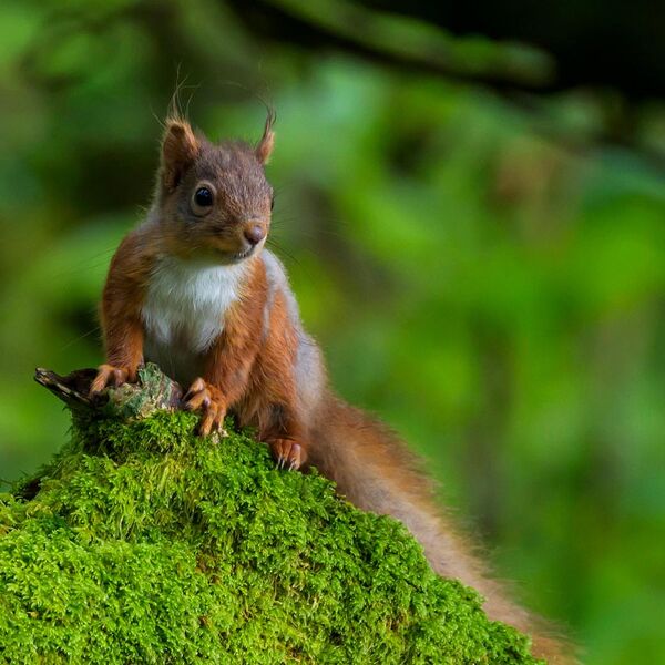 Red Squirrel 7885