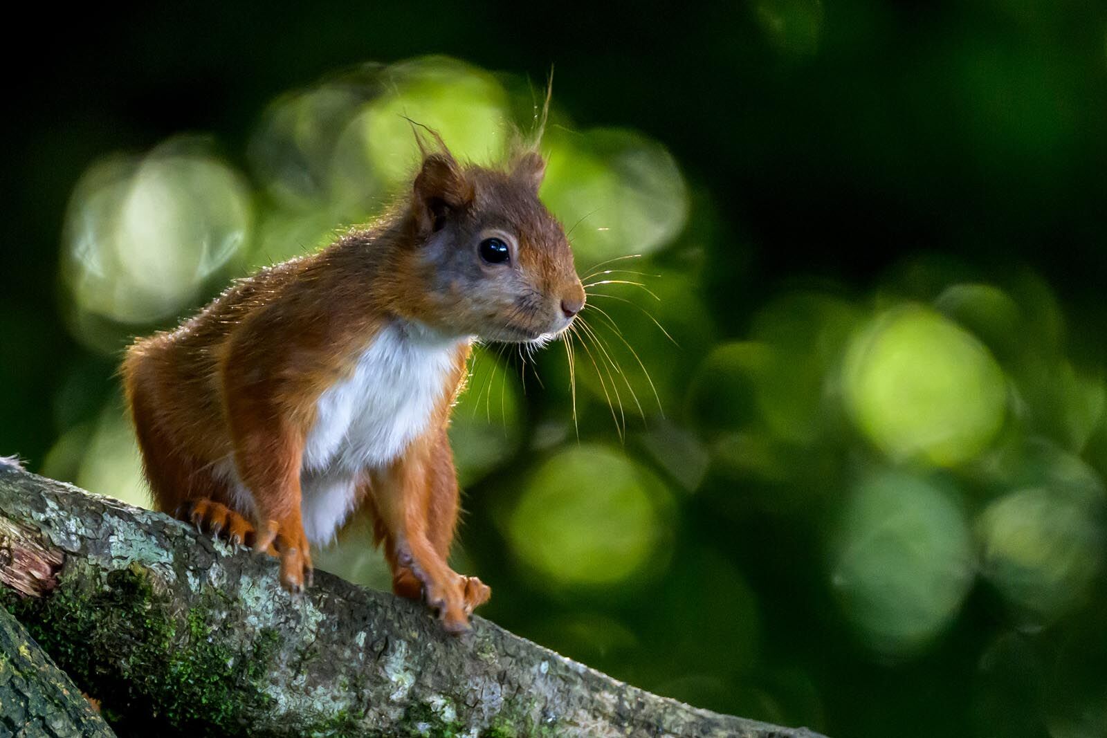 Red Squirrel 8625