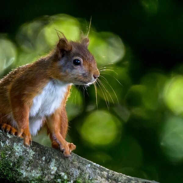 Red Squirrel 8625