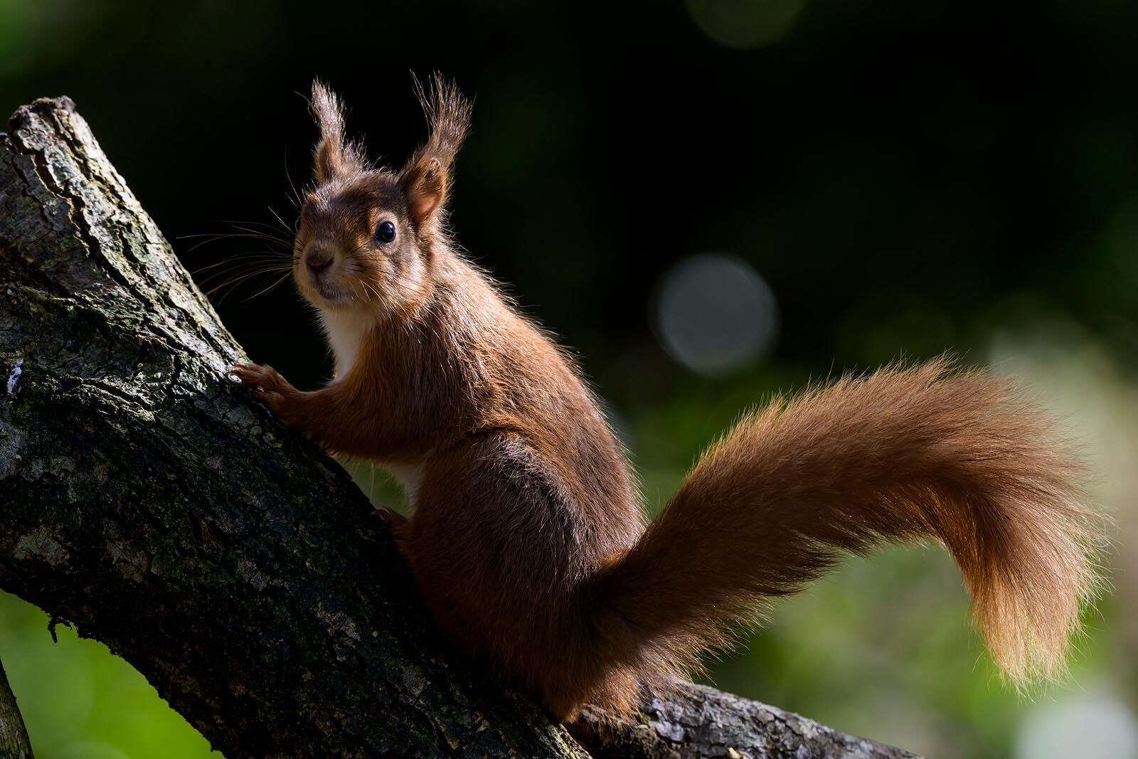 Red Squirrel 8839
