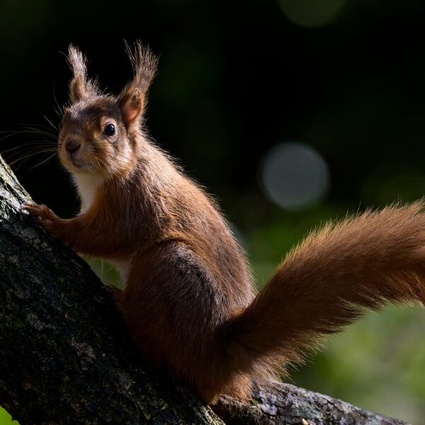 Red Squirrel 8839