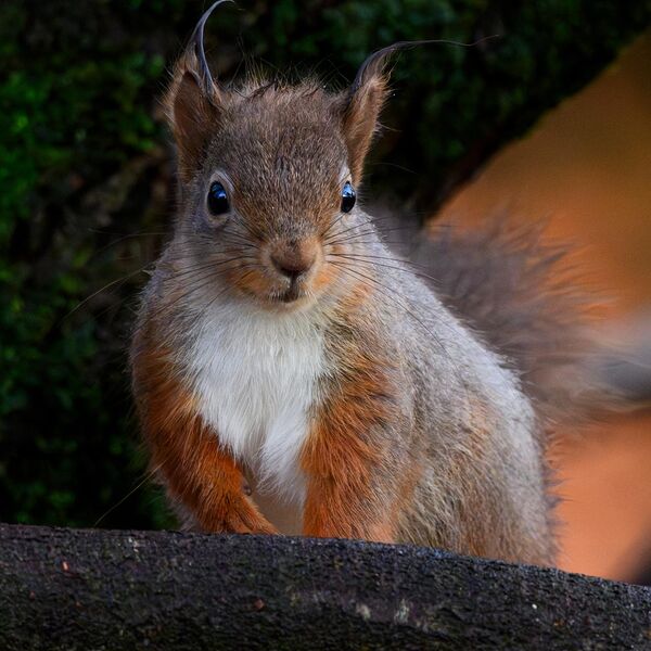 Red Squirrel 3651