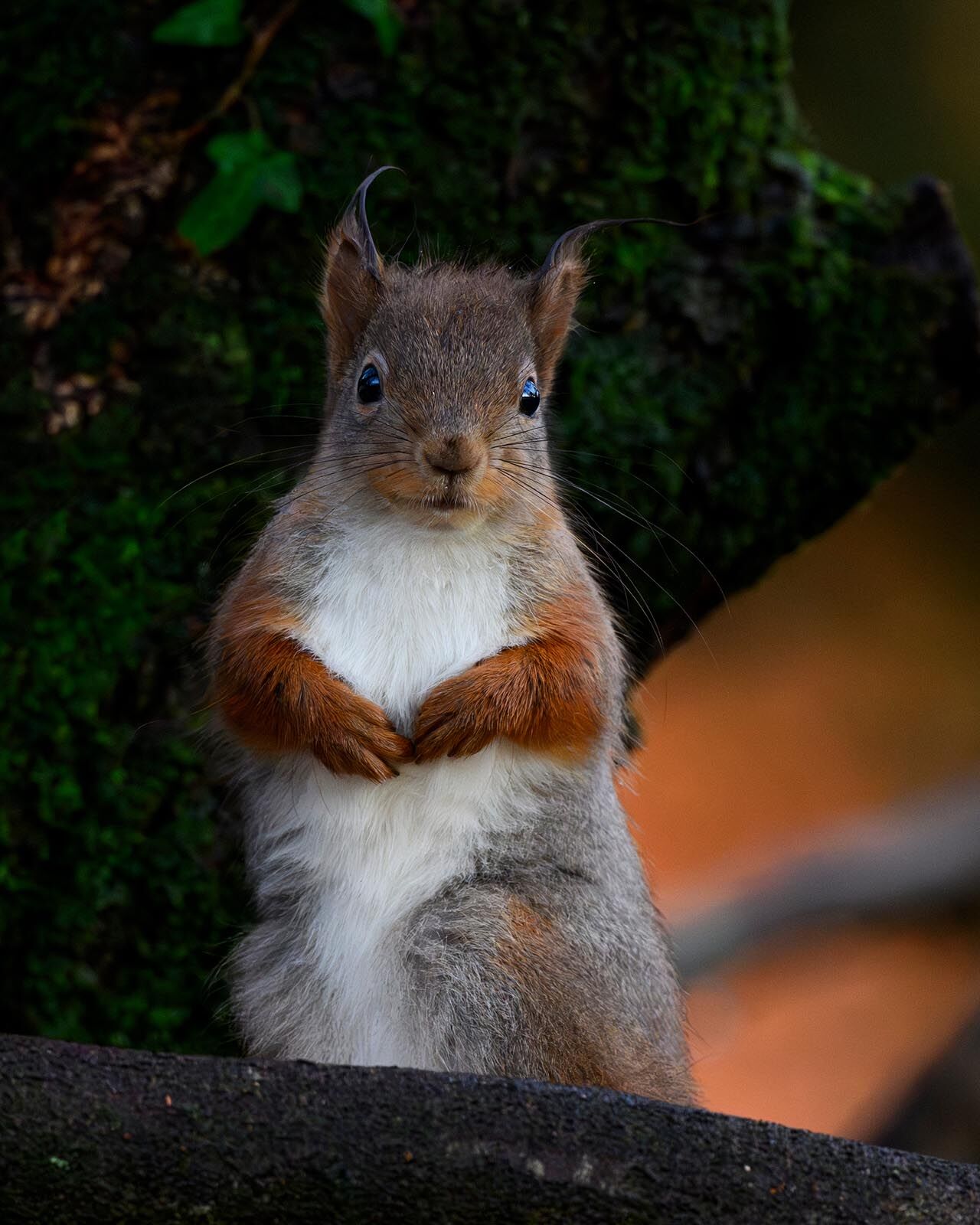Red Squirrel 3736