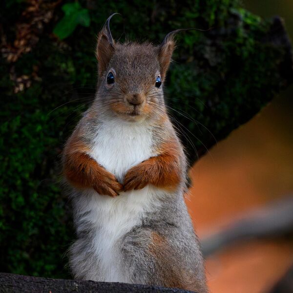 Red Squirrel 3736