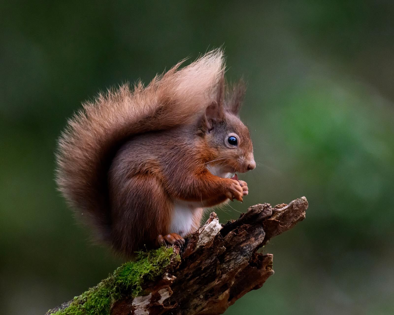 Red Squirrel 4889