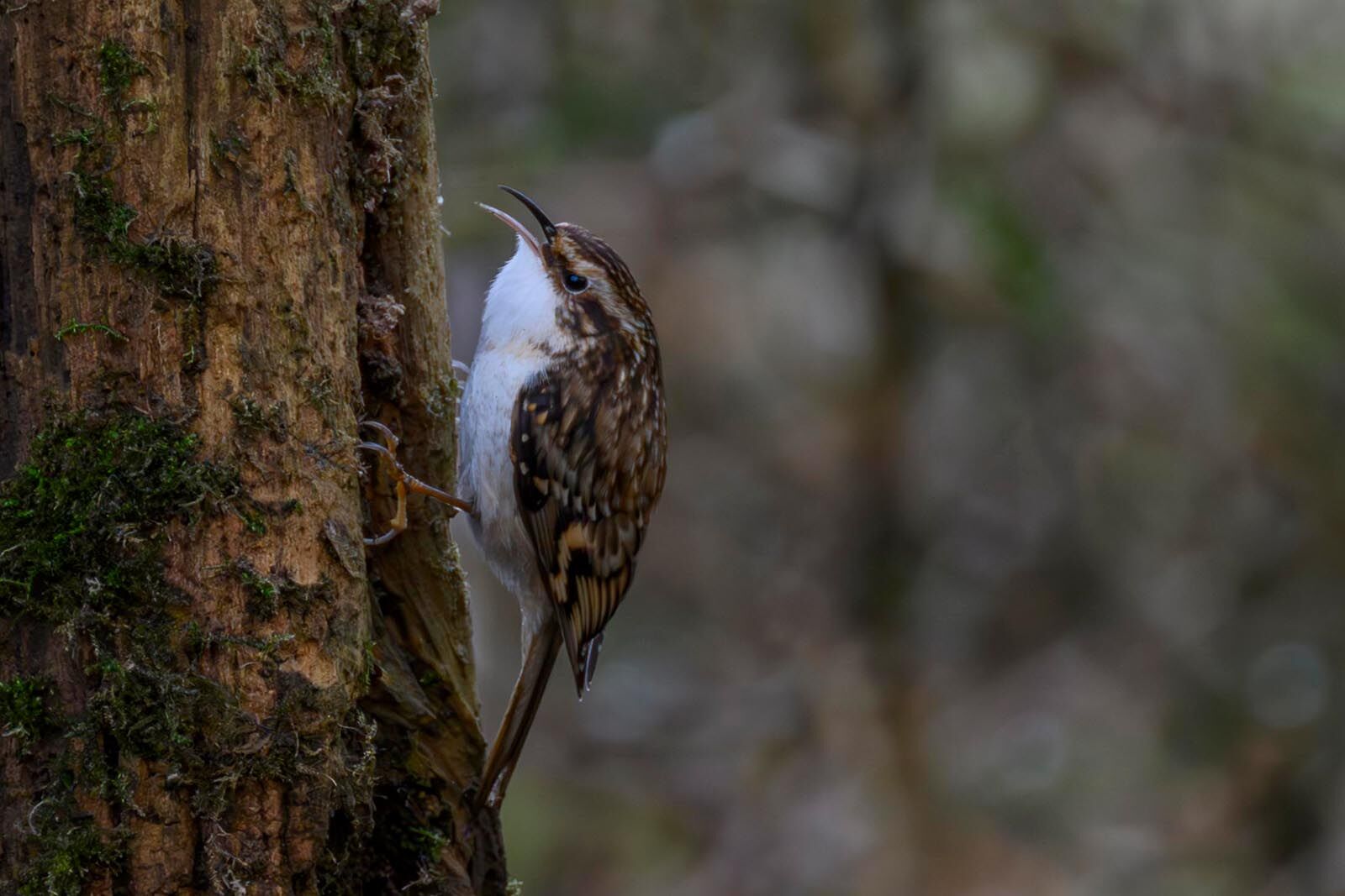 Tree Creeper 1510