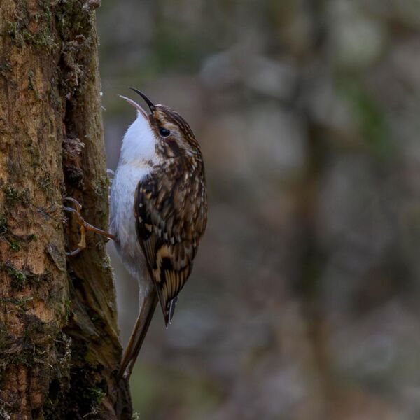 Tree Creeper 1510