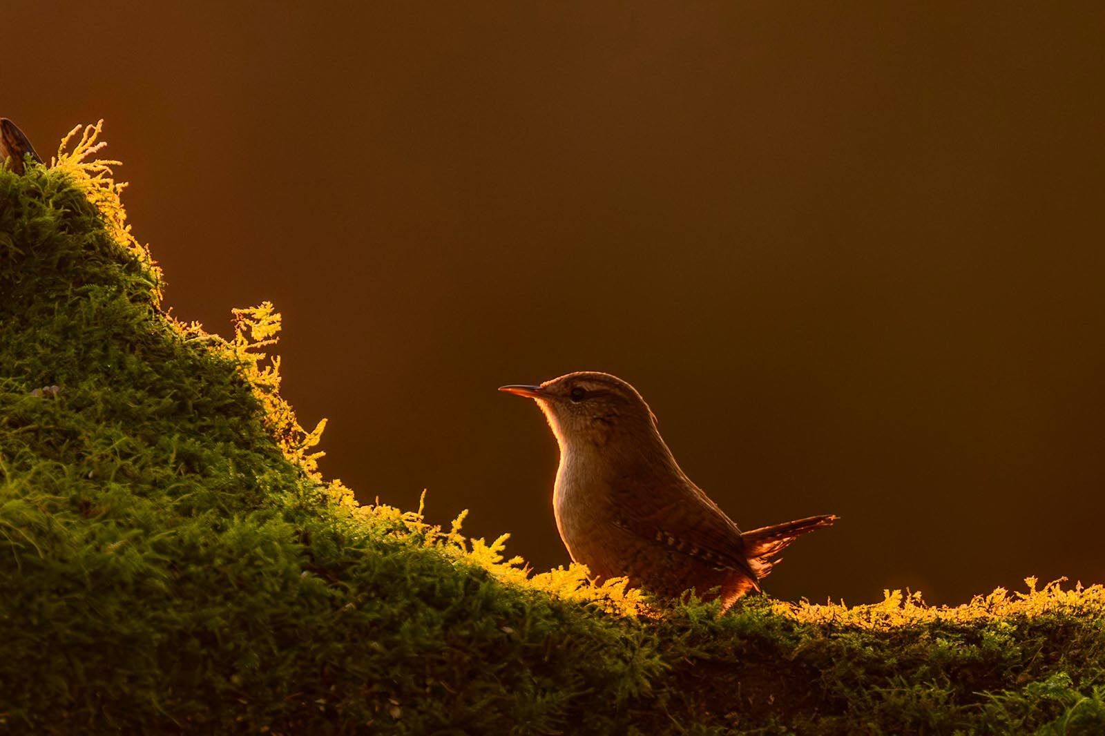 Wren 9809