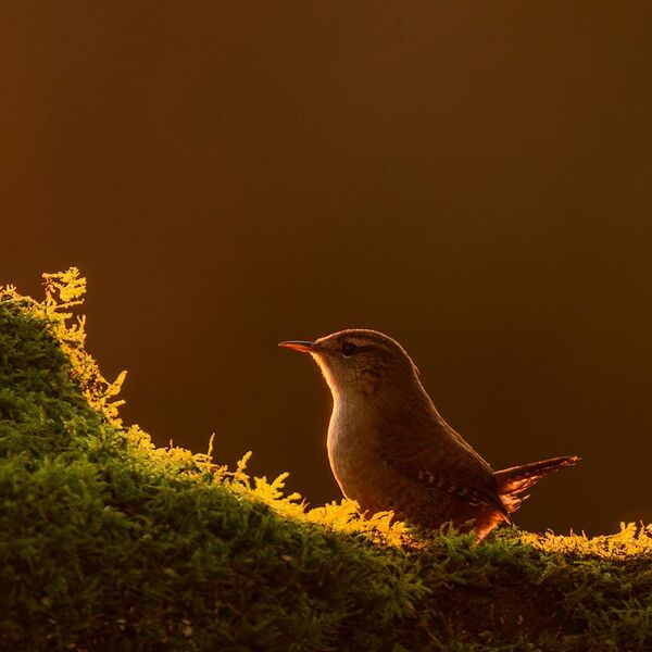 Wren 9809