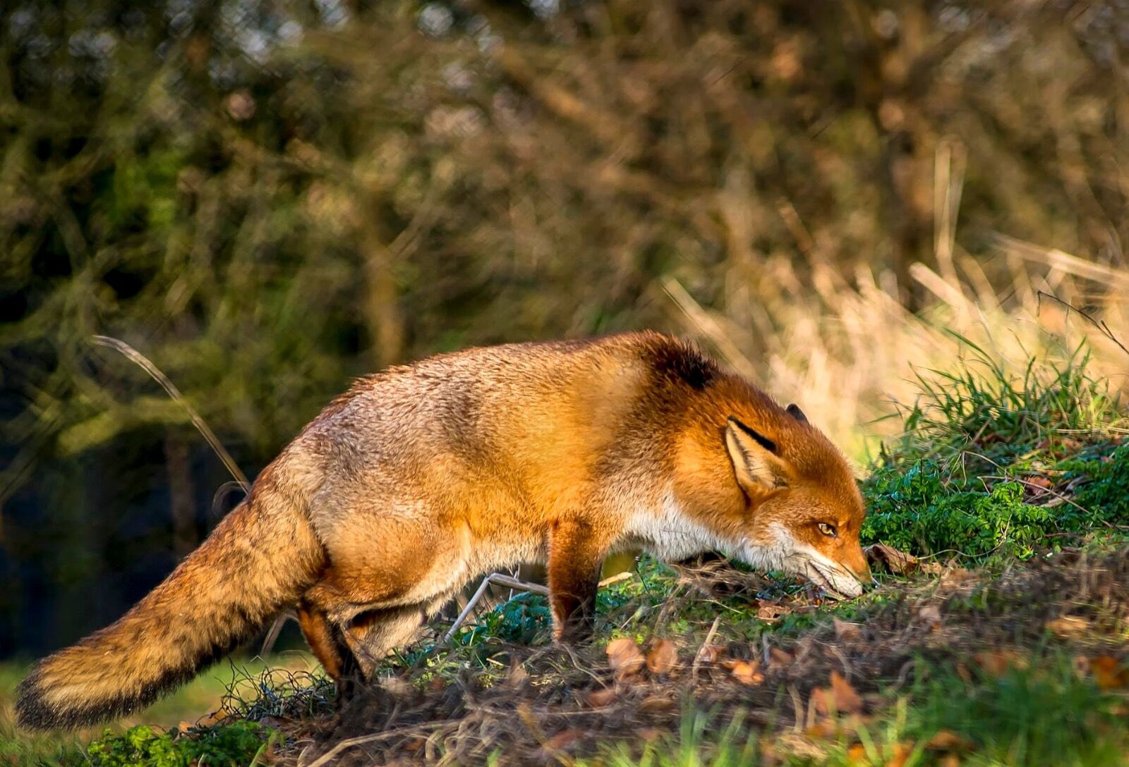 Red Fox hunting