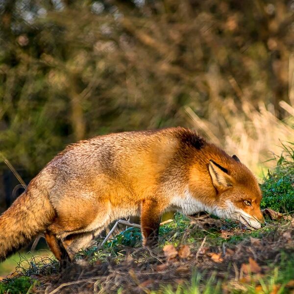 Red Fox hunting