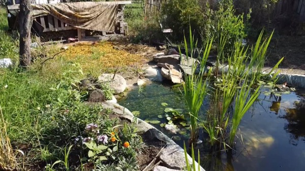 Wild pond 