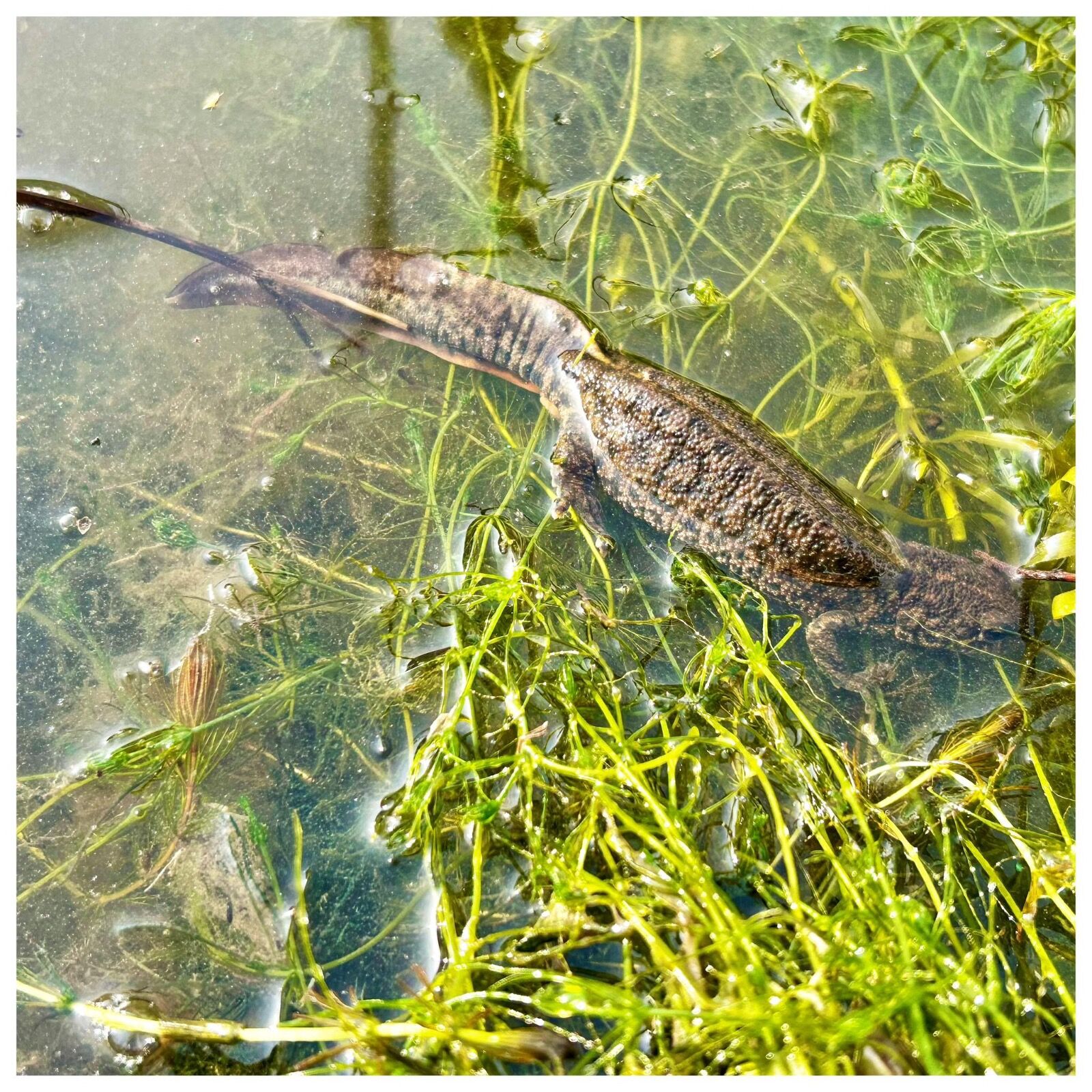 Macro snap on iPhone