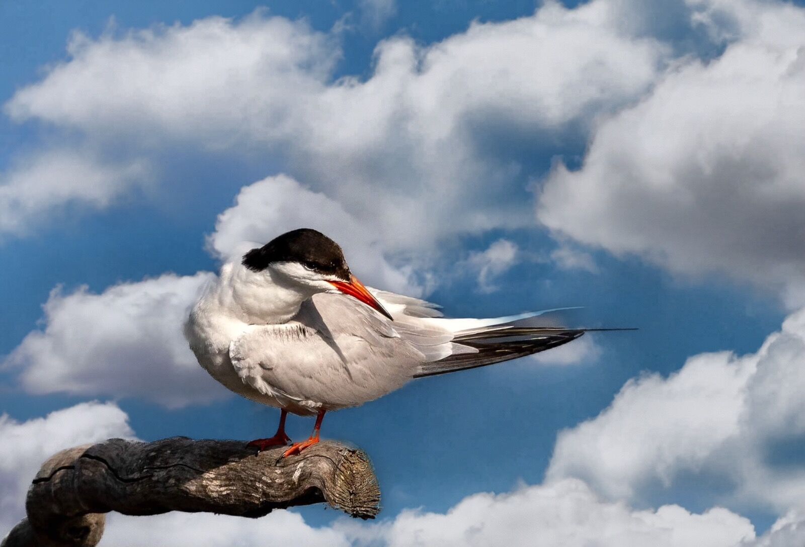 Common Tern