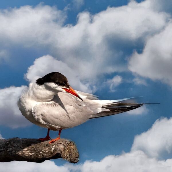 Common Tern
