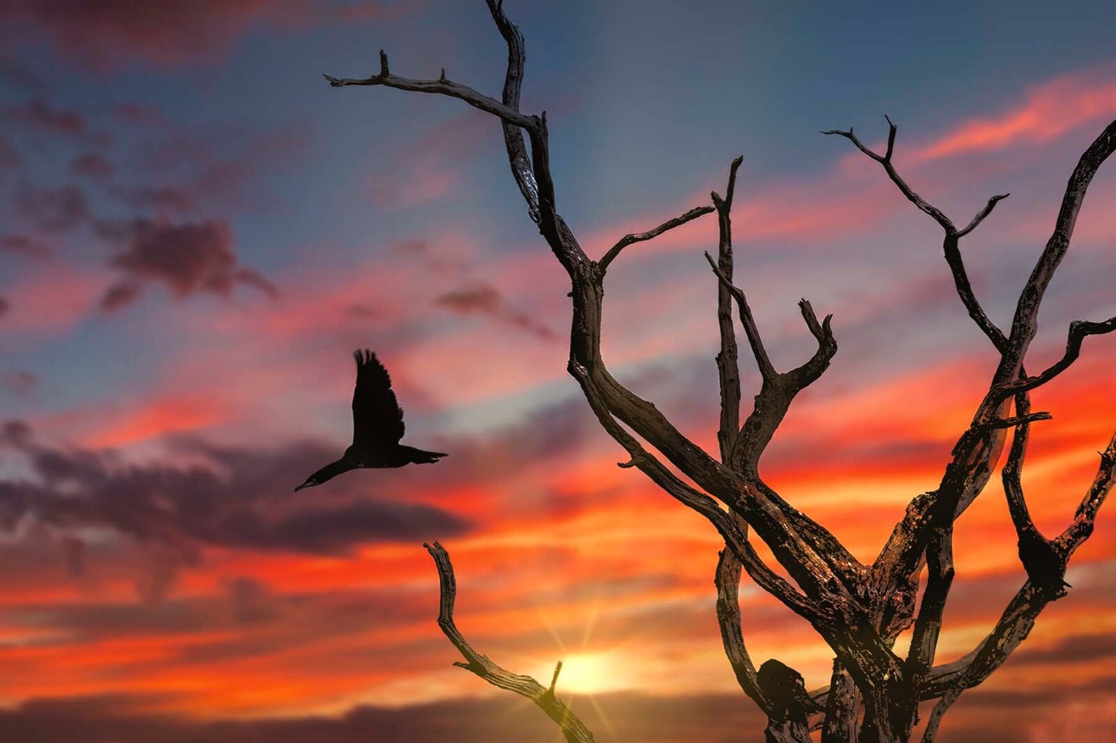 Sunset cormamant flight