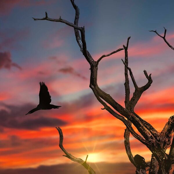 Sunset cormamant flight