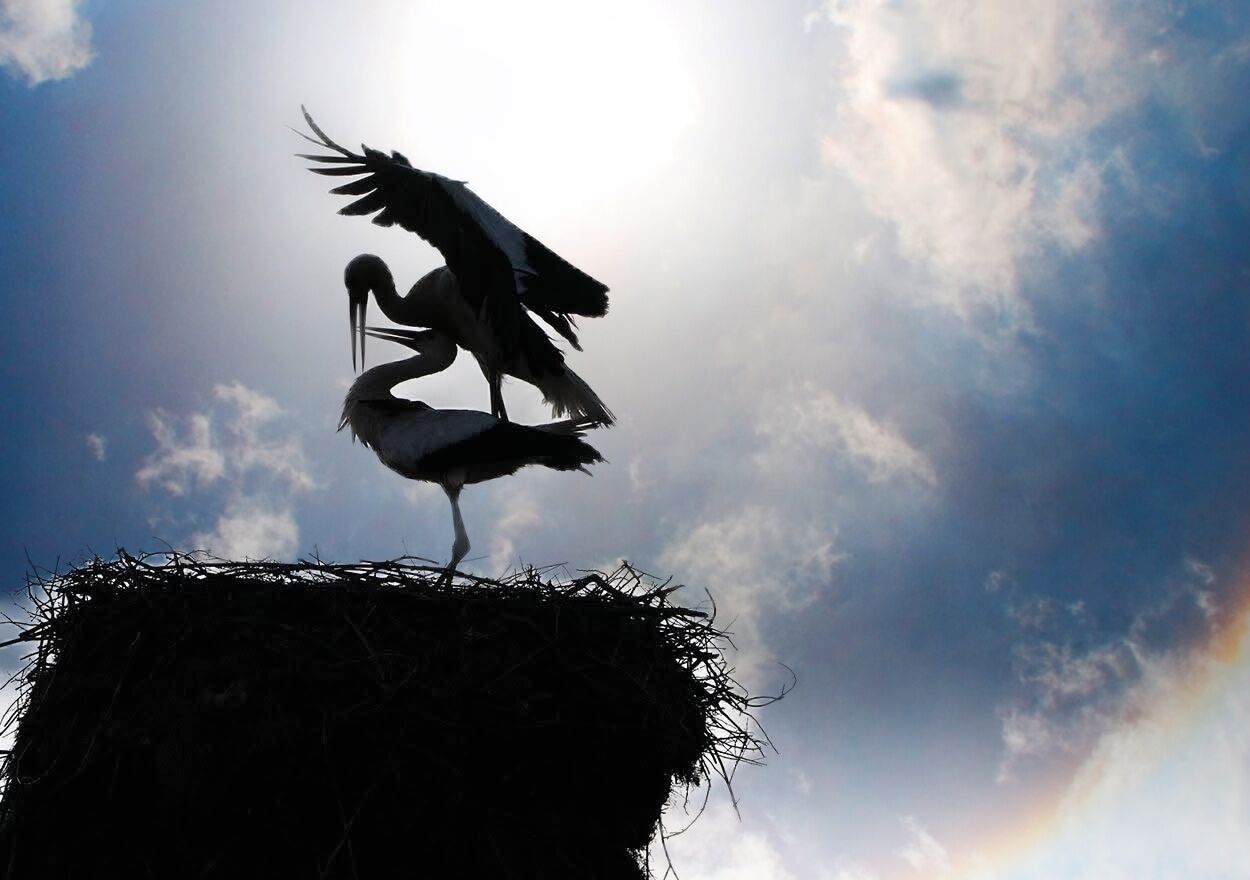 Breed pair White storks