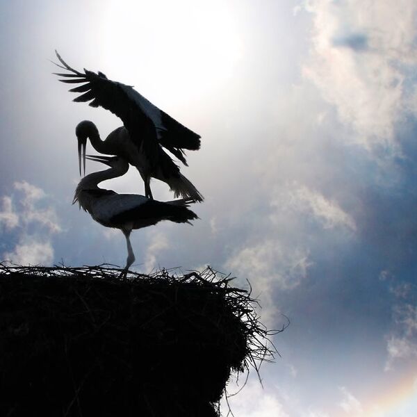 Breed pair White storks